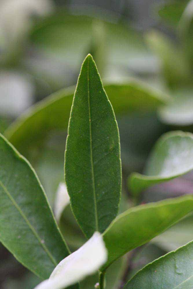              Unifoliolate leaf (Riverside, CA)       